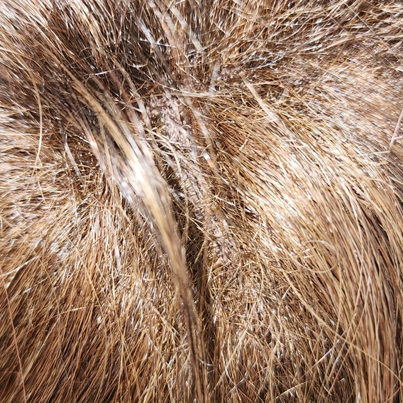 Eva Gabor Brown Short Straight Tapered Wig - Picture 8 of 10